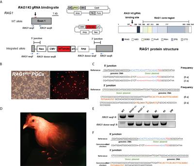 Development and characterization of a CRISPR/Cas9-mediated RAG1 knockout chicken model lacking mature B and T cells